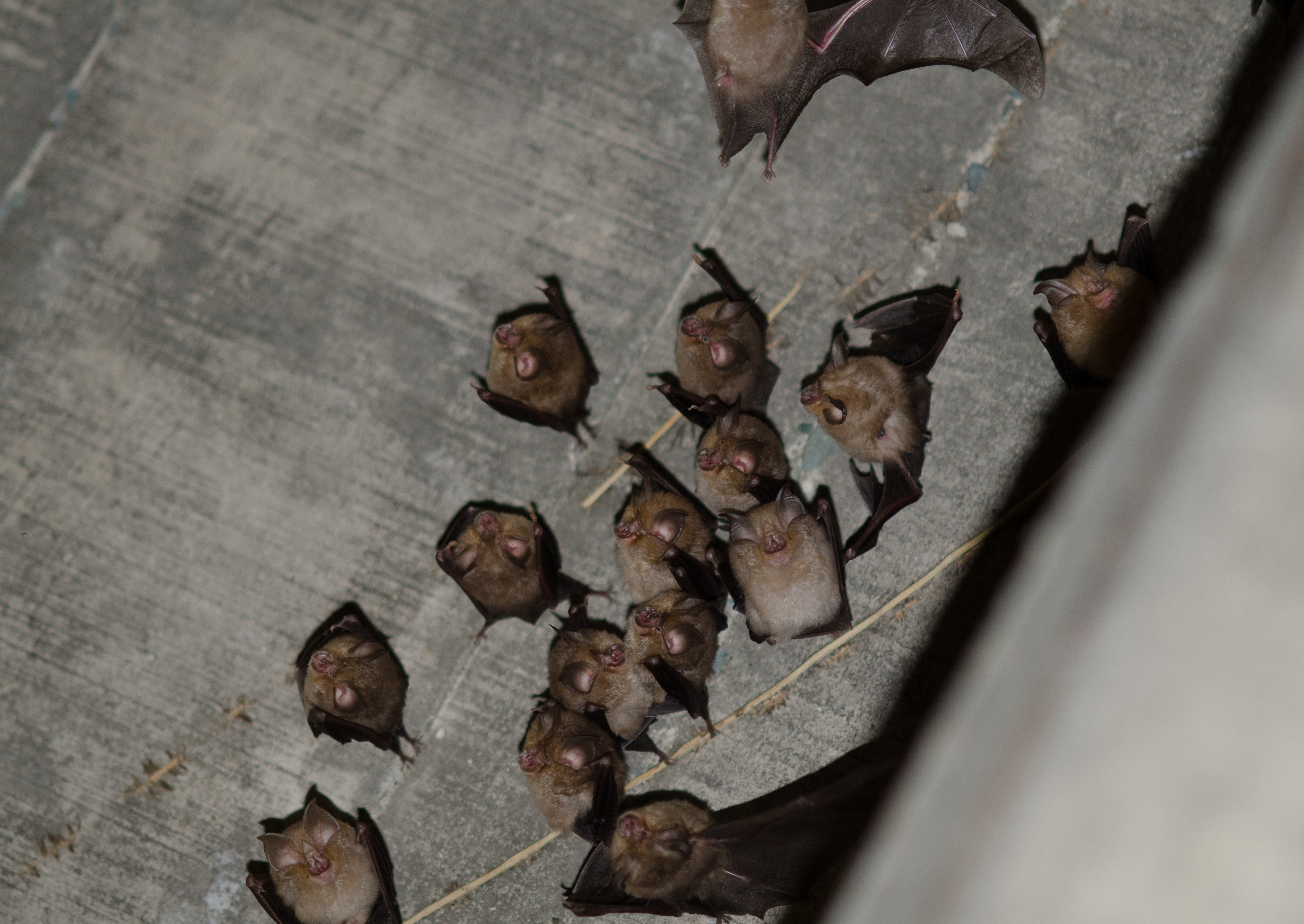 Bat roost surveying