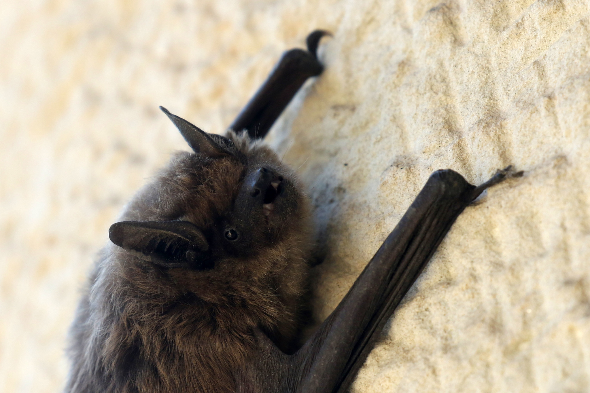 Eptesicus serotinus