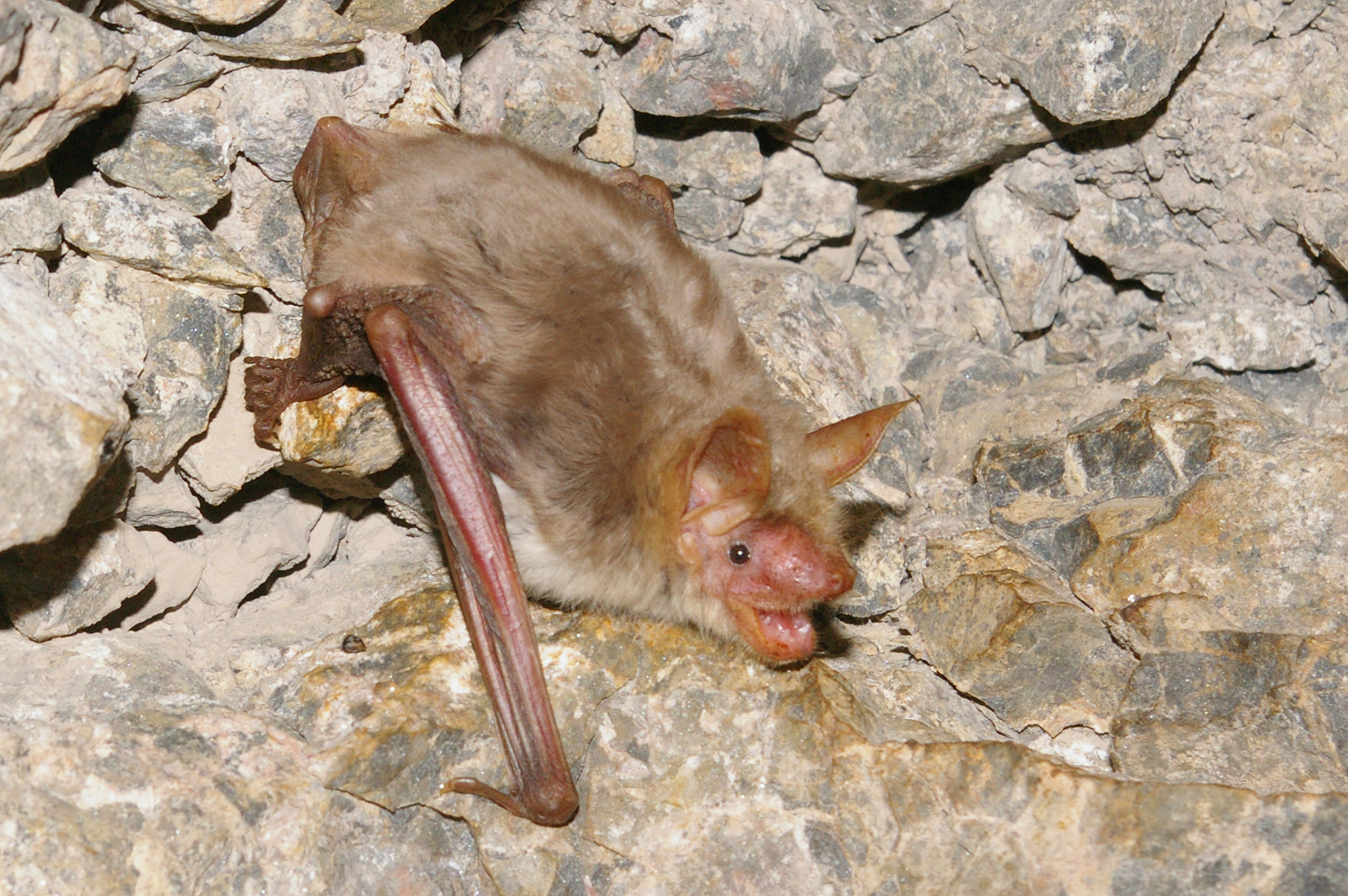 Myotis blythii