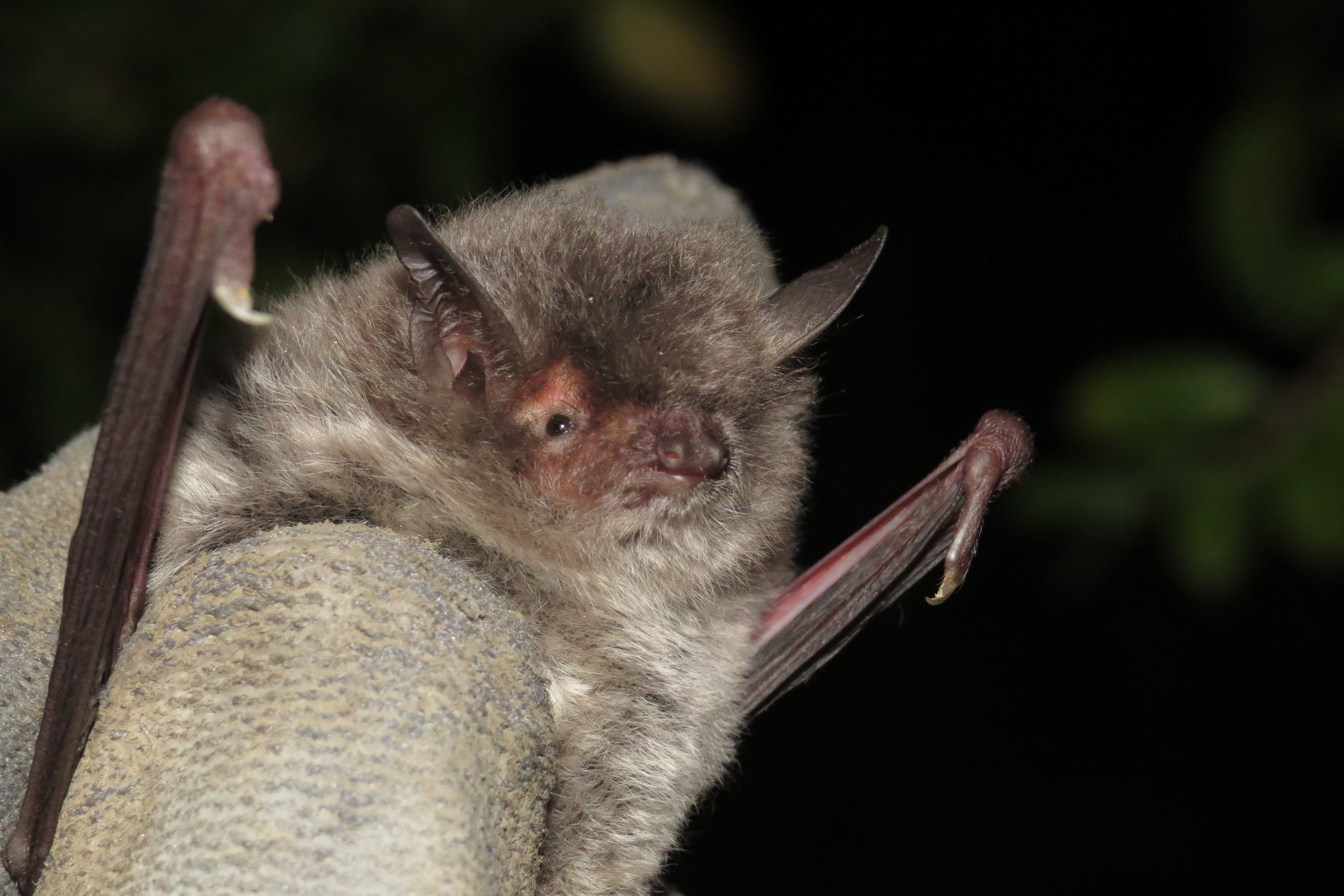 Myotis capaccinii