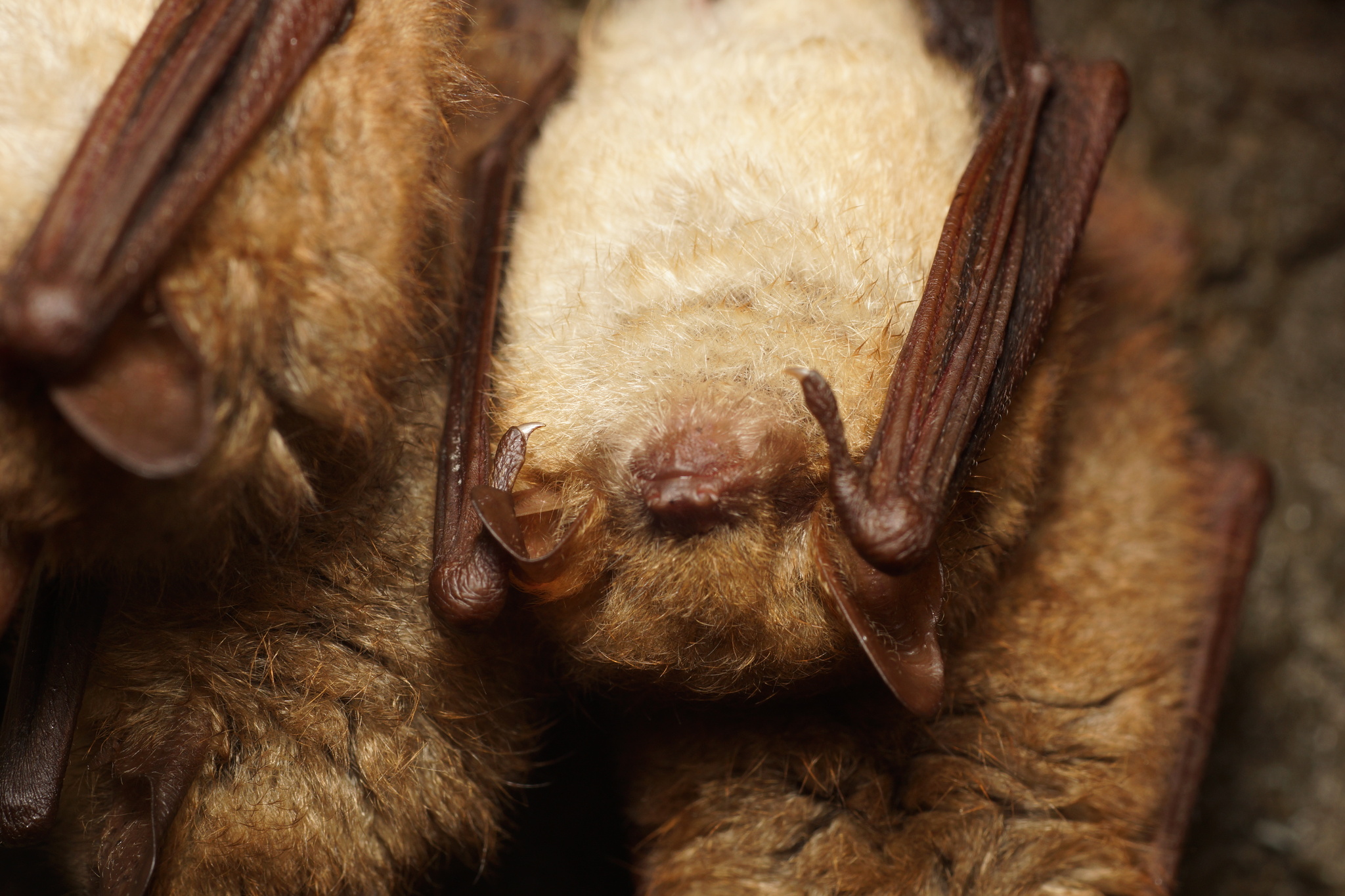 Myotis emarginatus