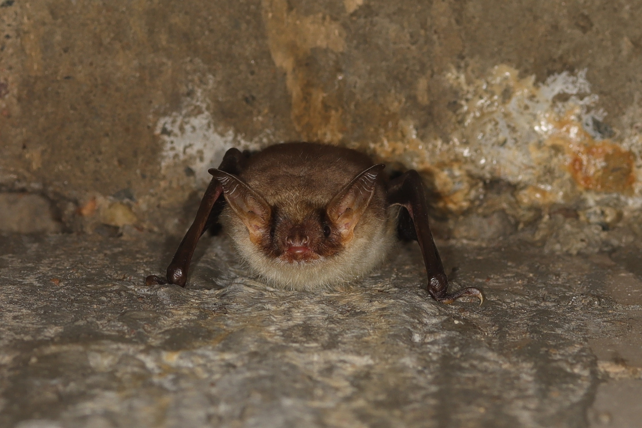 Myotis myotis