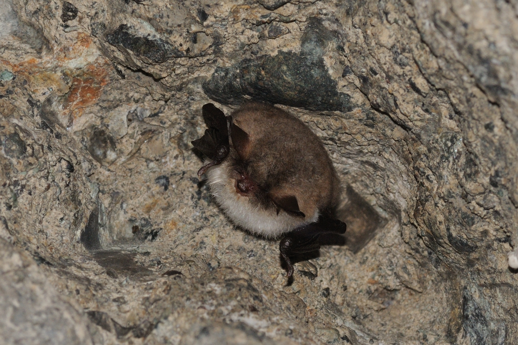 Myotis nattereri