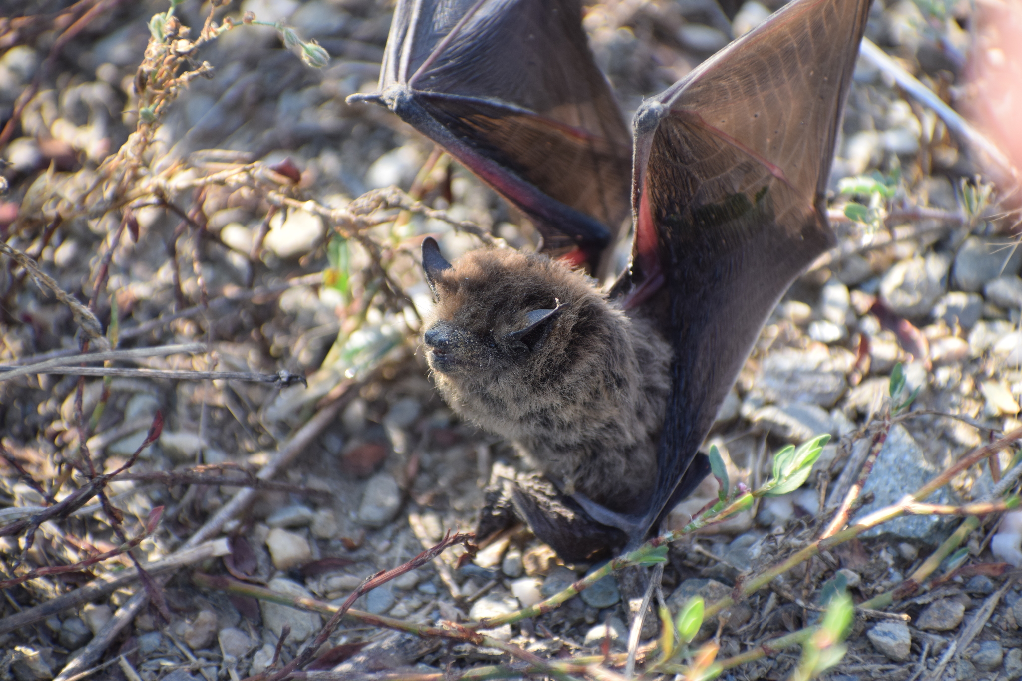 Pipistrellus kuhli