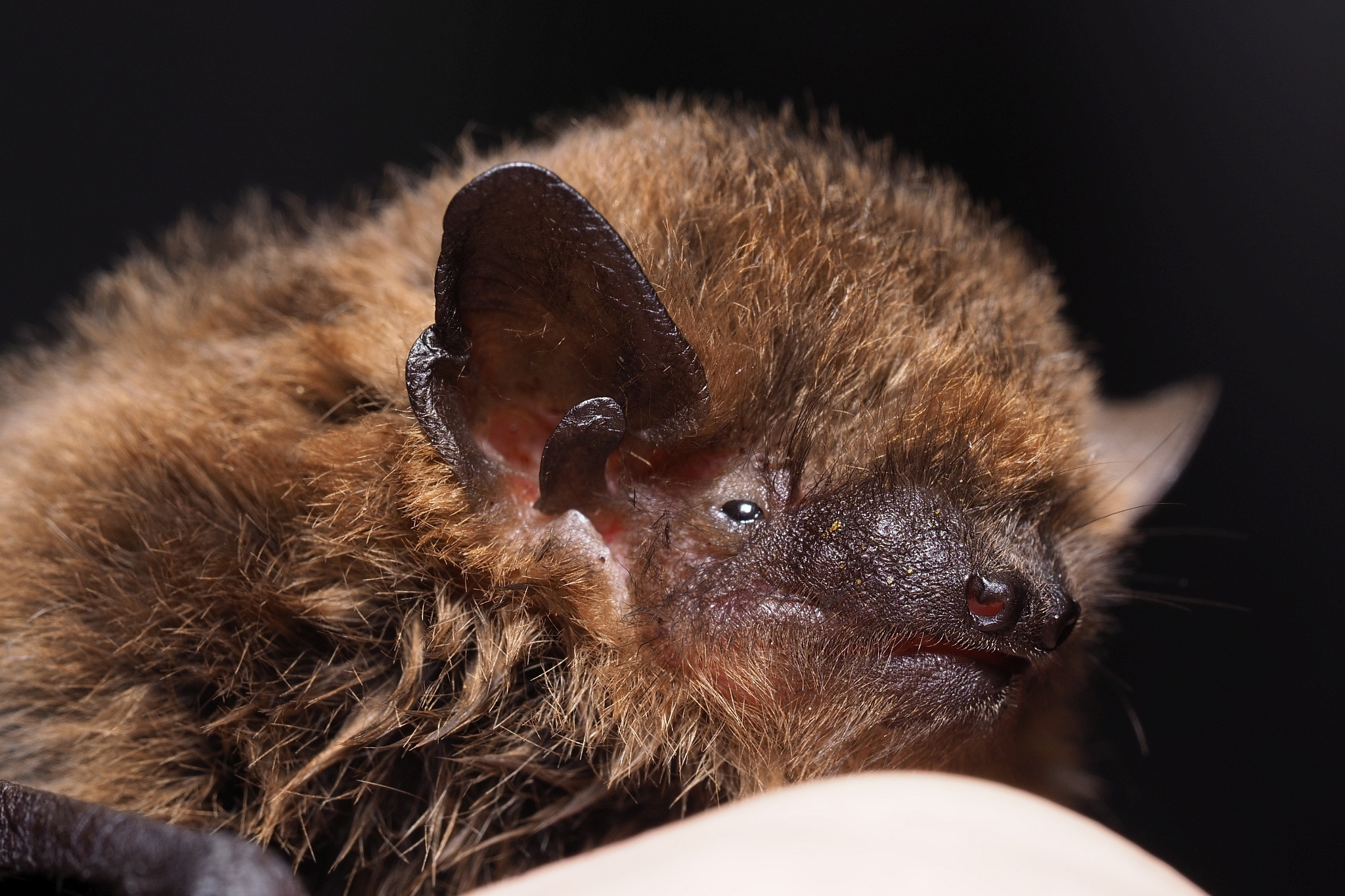 Pipistrellus pygmaeus