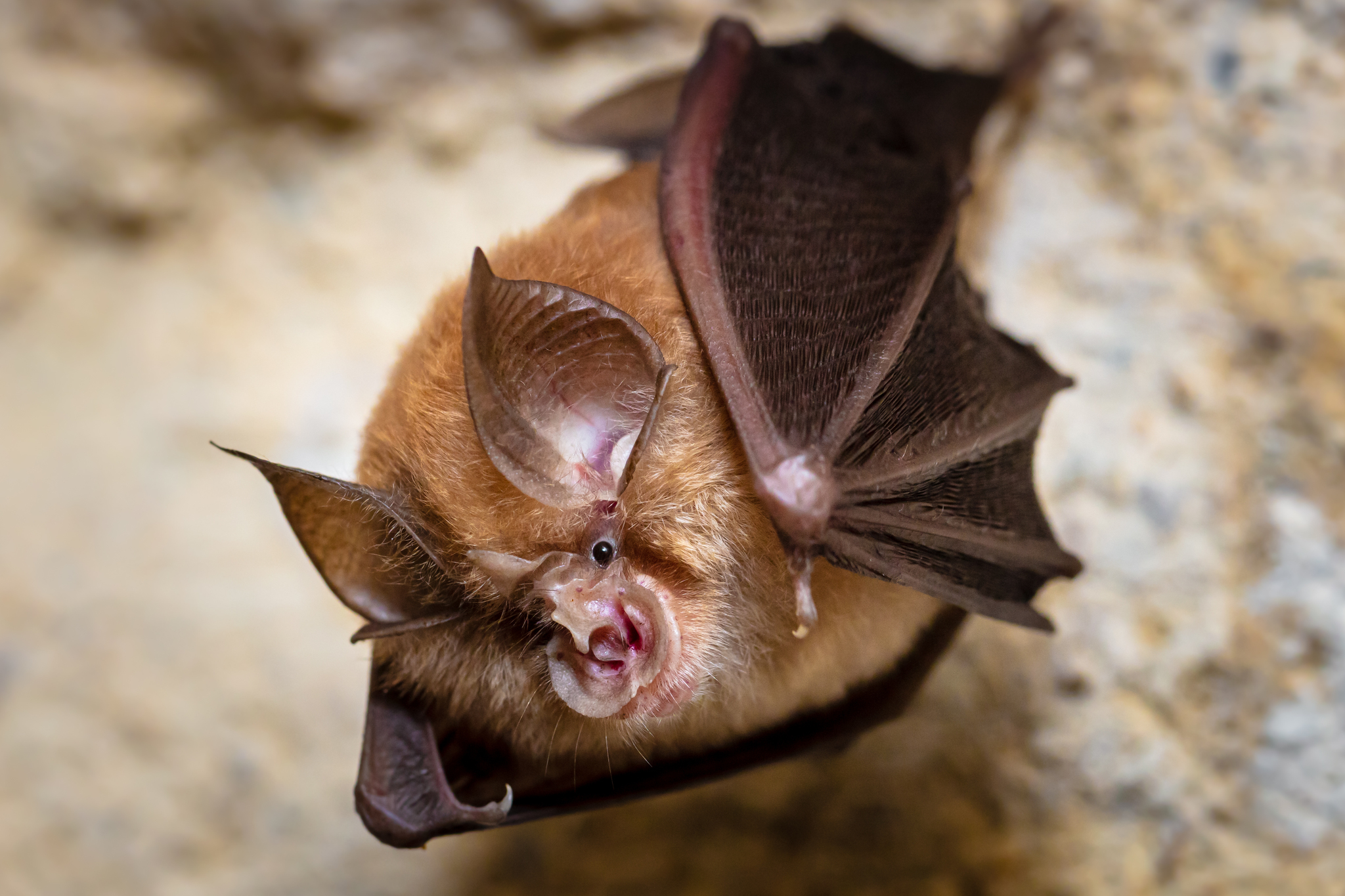 Rhinolophus hipposideros